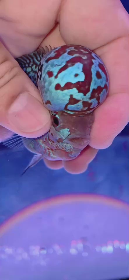 Rare Flowerhorn 4 inch