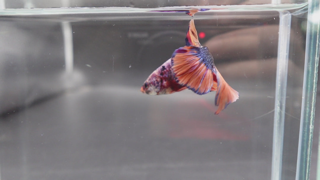 Rare Giant Multicolors Betta Fish