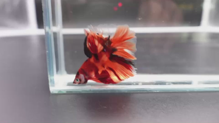 Rare Halfmoon Multicolors Betta Fish