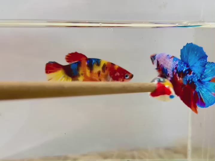 Rare Pair Koi Multicolors Betta Fish