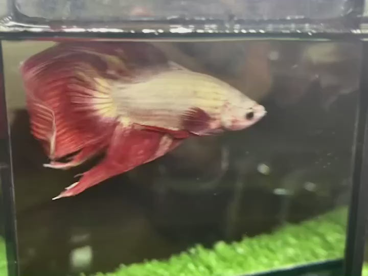 Pair Veiltail Red Dragon Betta Fish