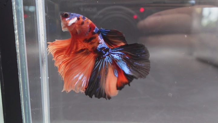 Rare Halfmoon Multicolors Betta Fish