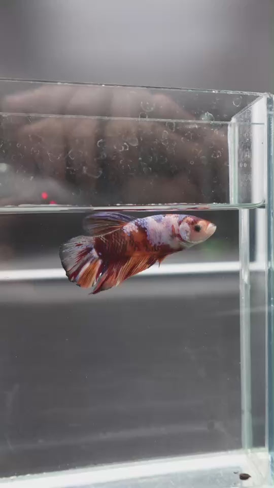 Rare Giant Multicolors Betta Fish