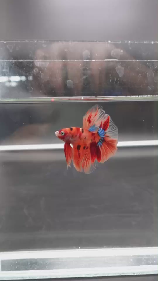 Rare Halfmoon Multicolors Betta Fish