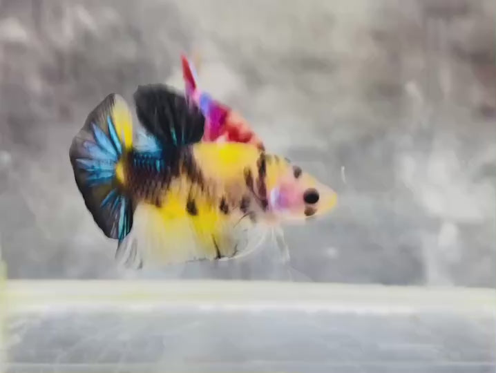 Rare Koi Multicolors Betta Fish