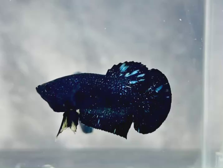Rare Avatar Betta Fish