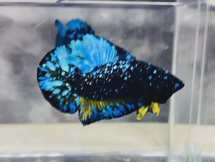 Rare Avatar Betta Fish