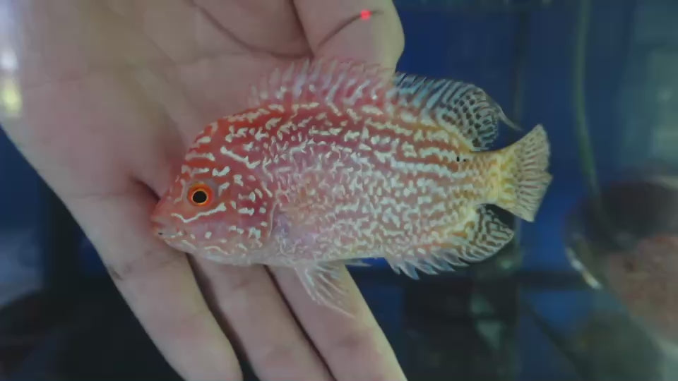 Rare Kamfa Golden Base Flowerhorn 4 inch