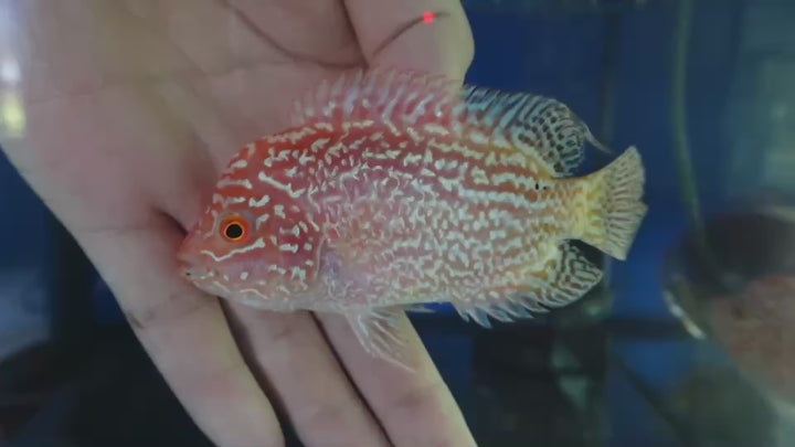 Rare Kamfa Golden Base Flowerhorn 4 inch