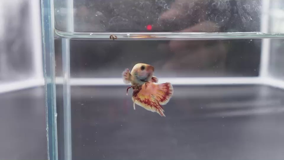 Rare Vanda Betta Fish