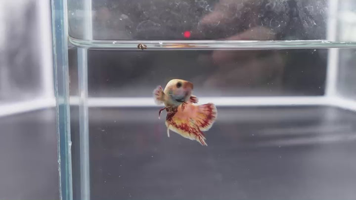 Rare Vanda Betta Fish