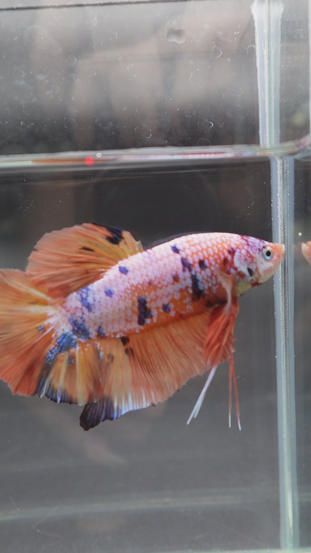 Rare Giant Multicolors Betta Fish