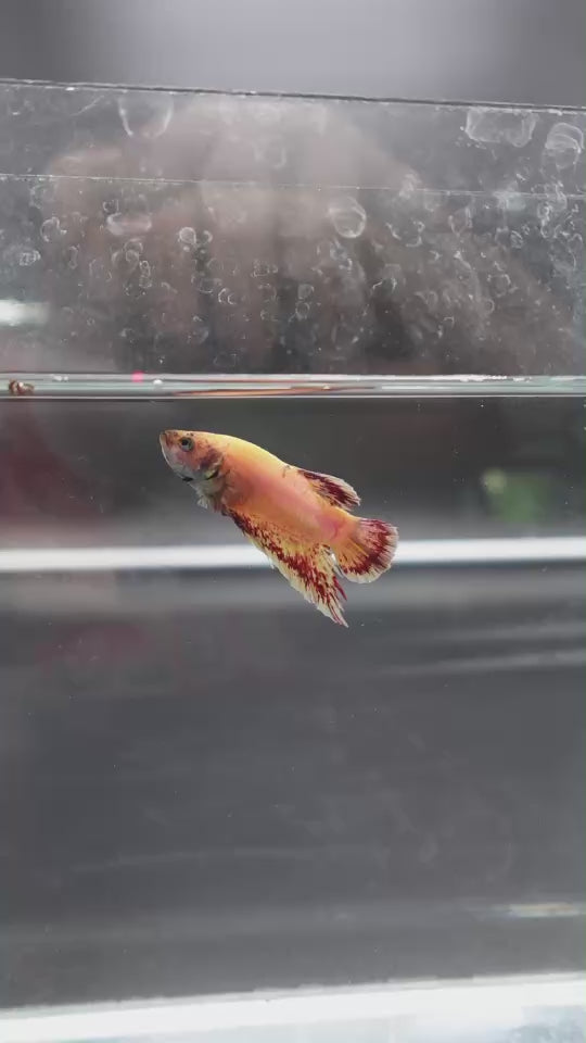 Rare Vanda Betta Fish