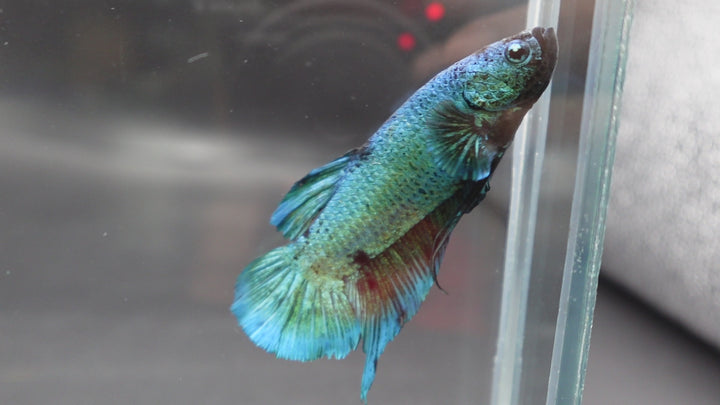 Rare Giant Multicolors Betta Fish