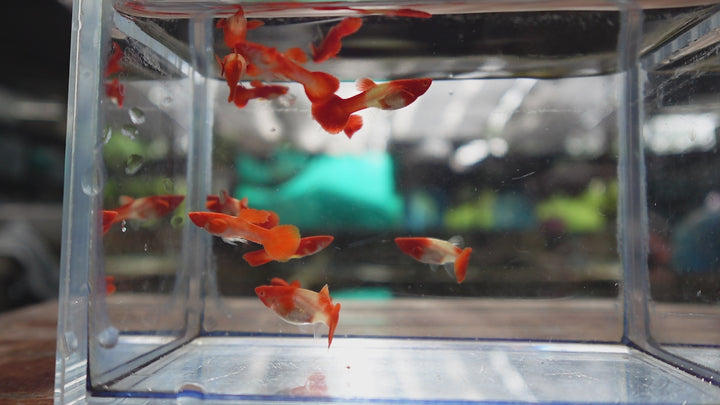 Albino Tuxedo Red Koi Red Ear Guppy Fish
