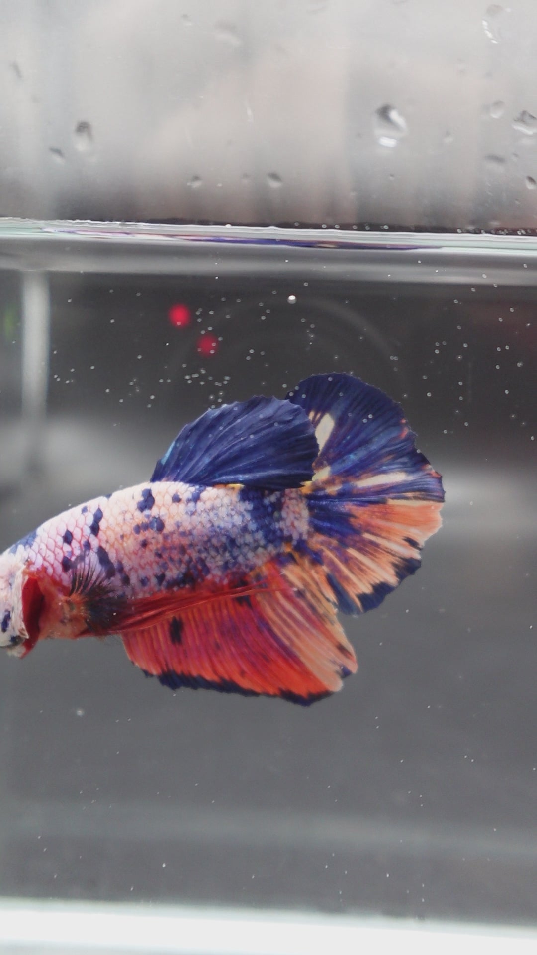 Rare Giant Multicolors Betta Fish