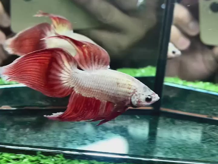 Veiltail Red Dragon Betta Fish