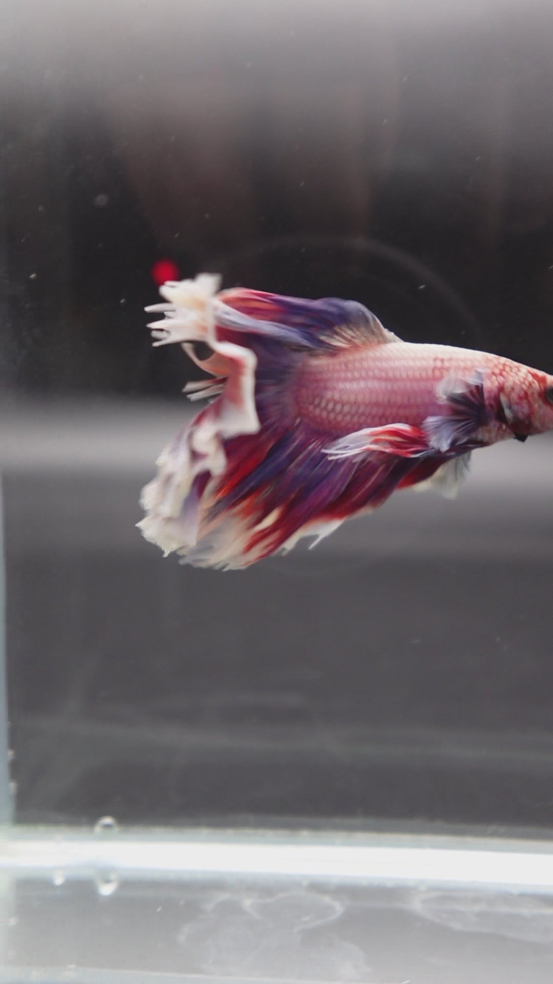 Competition Halfmoon Lollipop Betta Fish