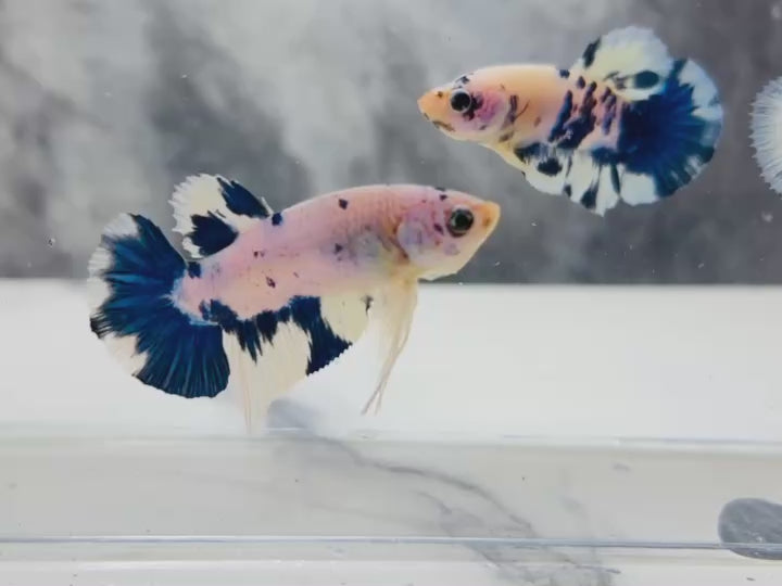 Rare Pair Blue Marble Betta Fish