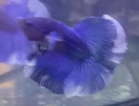 Halfmoon Blue Betta Fish