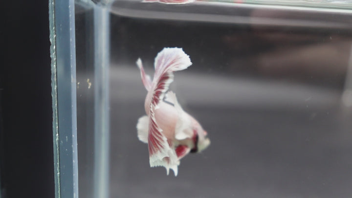 Rare Dumbo Pink Rose Betta Fish