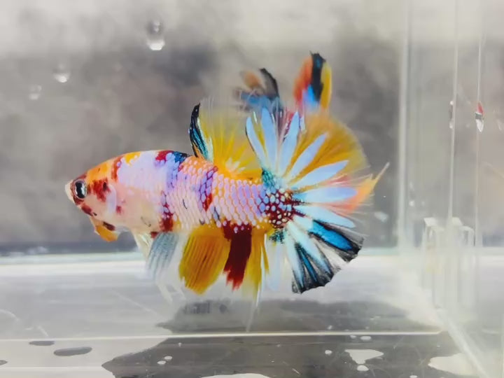 Rare Koi Multicolors Betta Fish