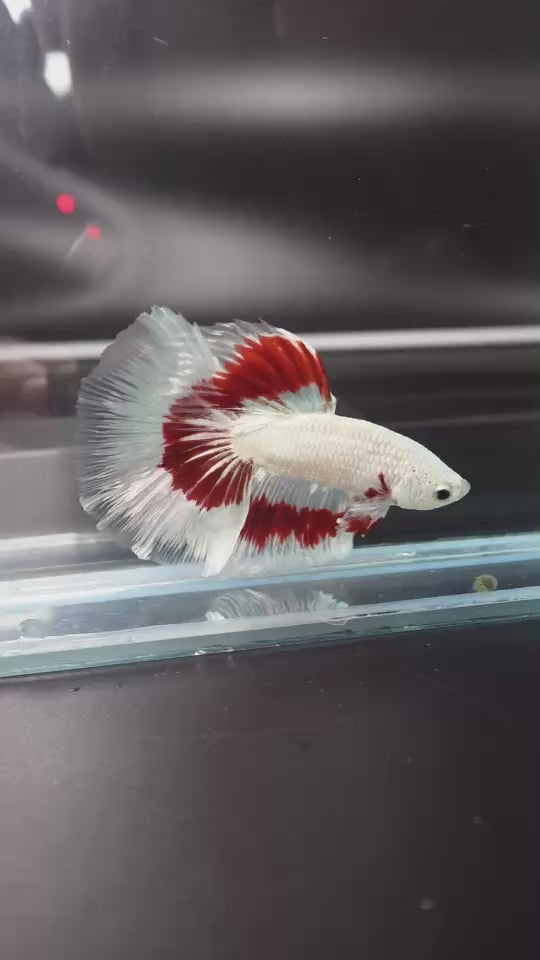 Rare Halfmoon Red Dragon Betta Fish