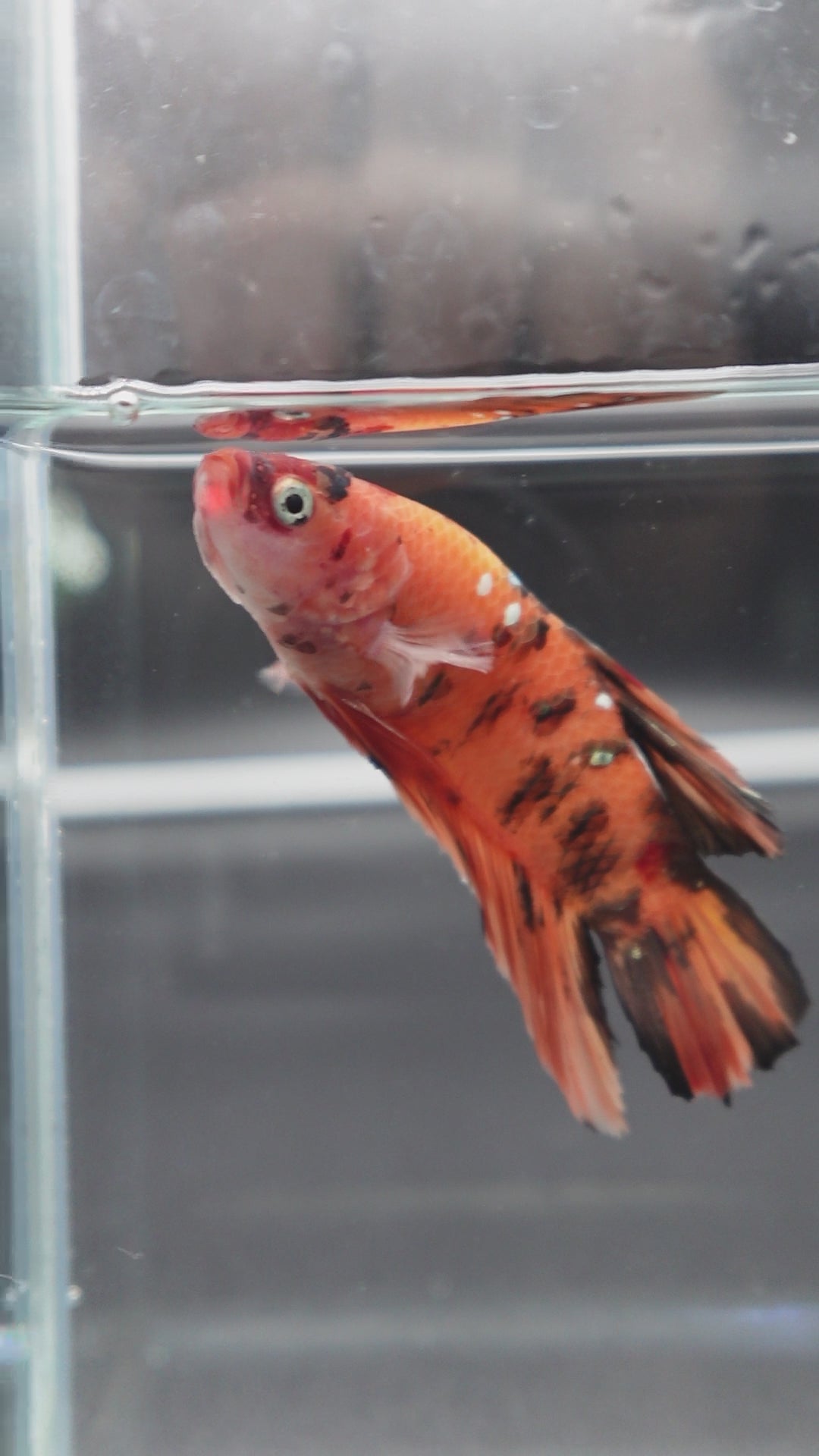 Rare Giant Multicolors Betta Fish