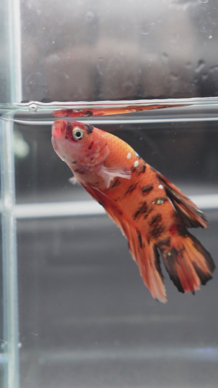 Rare Giant Multicolors Betta Fish