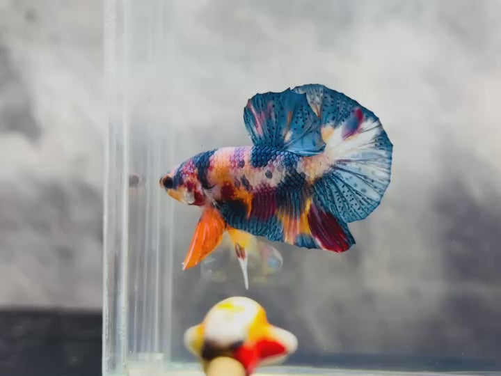 Rare Pair Koi Multicolors Betta Fish