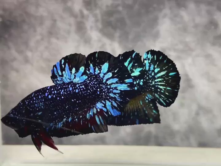 Rare Avatar Betta Fish