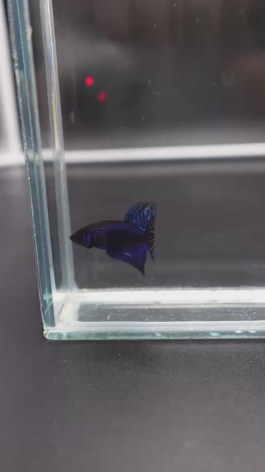 Blue Mahachaiensis Betta - Thailand Wild Betta 
