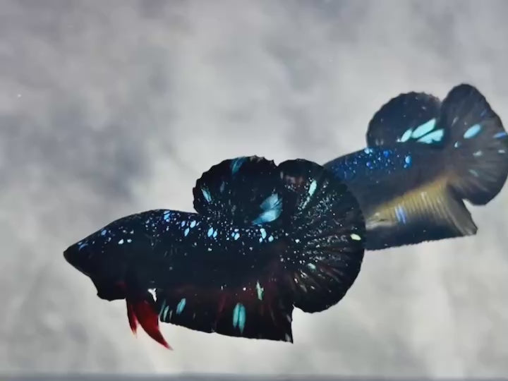 Rare Avatar Betta Fish