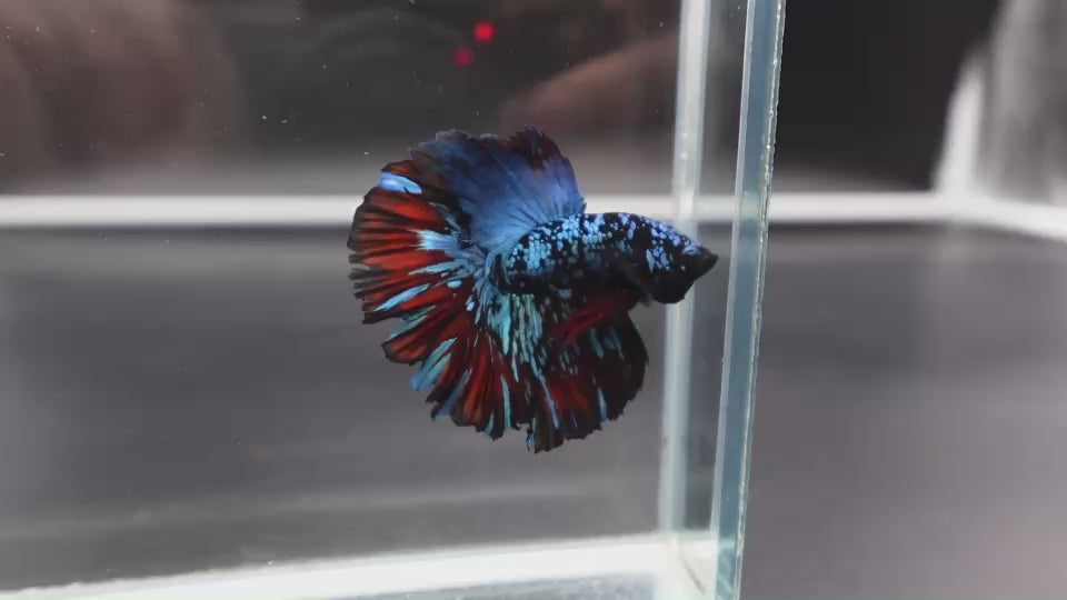 Rare Halfmoon Black Star Betta Fish