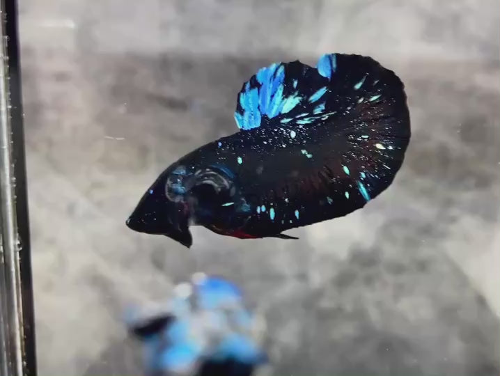 Rare Avatar Betta Fish
