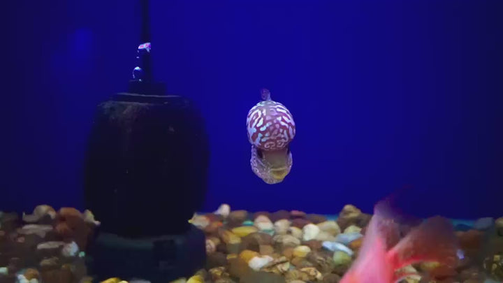 Rare Kamfa Flowerhorn 4 inch