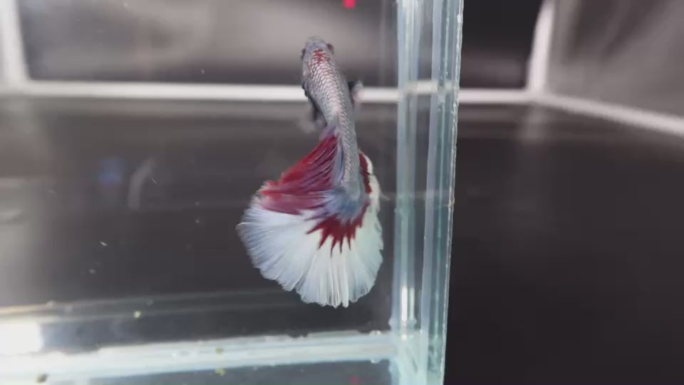 Rare Halfmoon Thai Flag Betta Fish