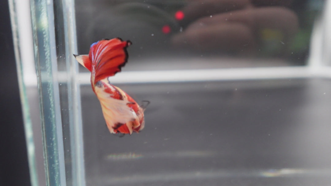Rare Koi Multicolors Betta Fish