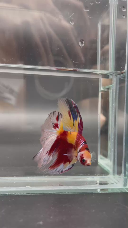 Competition Giant Halfmoon Koi Betta Fish