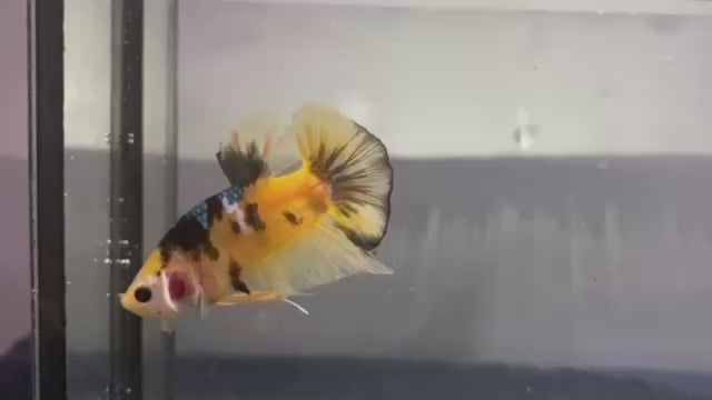 Rare Galaxy Yellow Tiger Betta Fish