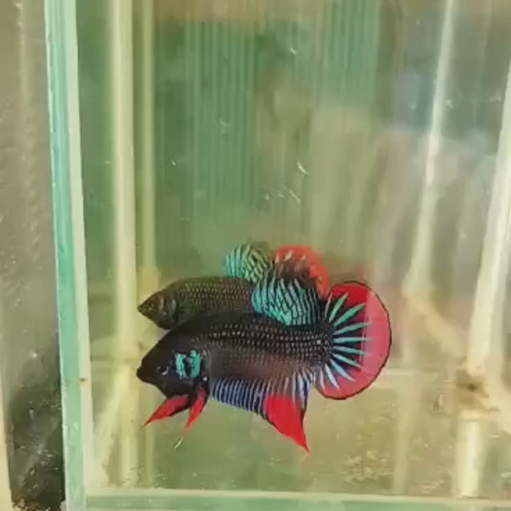 Rare South of Thailand Wild Betta Fish (Male)