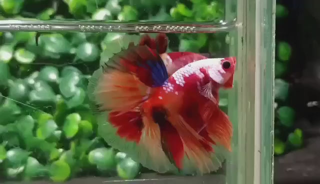 Rare Koi Candy Betta Fish