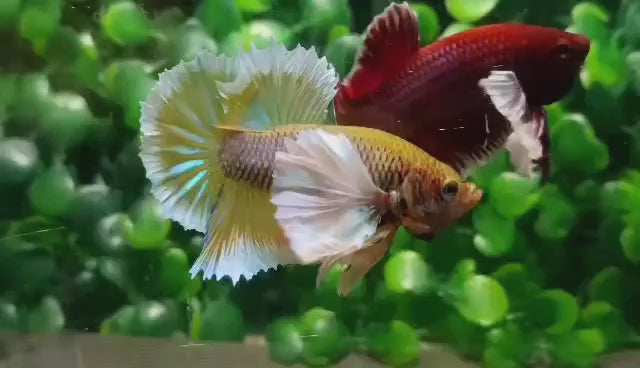 Dumbo Gold Butterfly Betta Fish