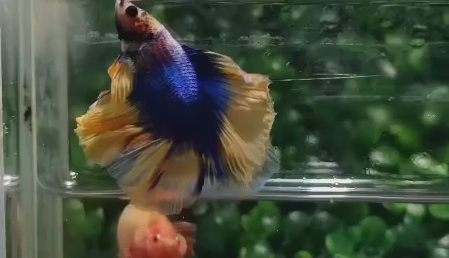 Halfmoon Mustard Betta Fish