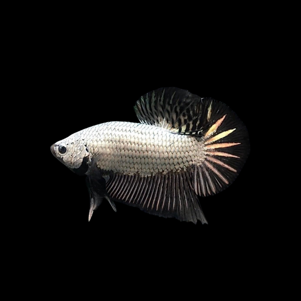 Plakat Betta Dragon Scale Female Betta Fish Black Dragon Scale