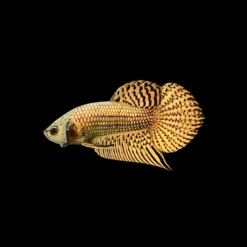 Copper Alien Wild Betta Fish