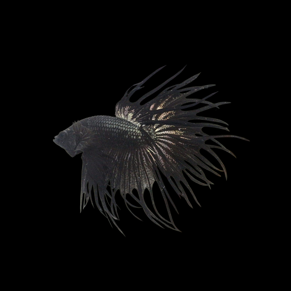 Crowntail Black Venom Betta Fish