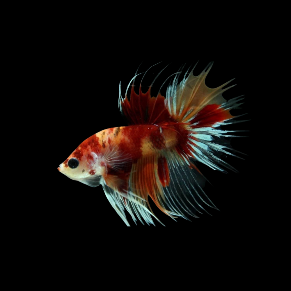 Crowntail Galaxy Koi Nemo Betta Fish