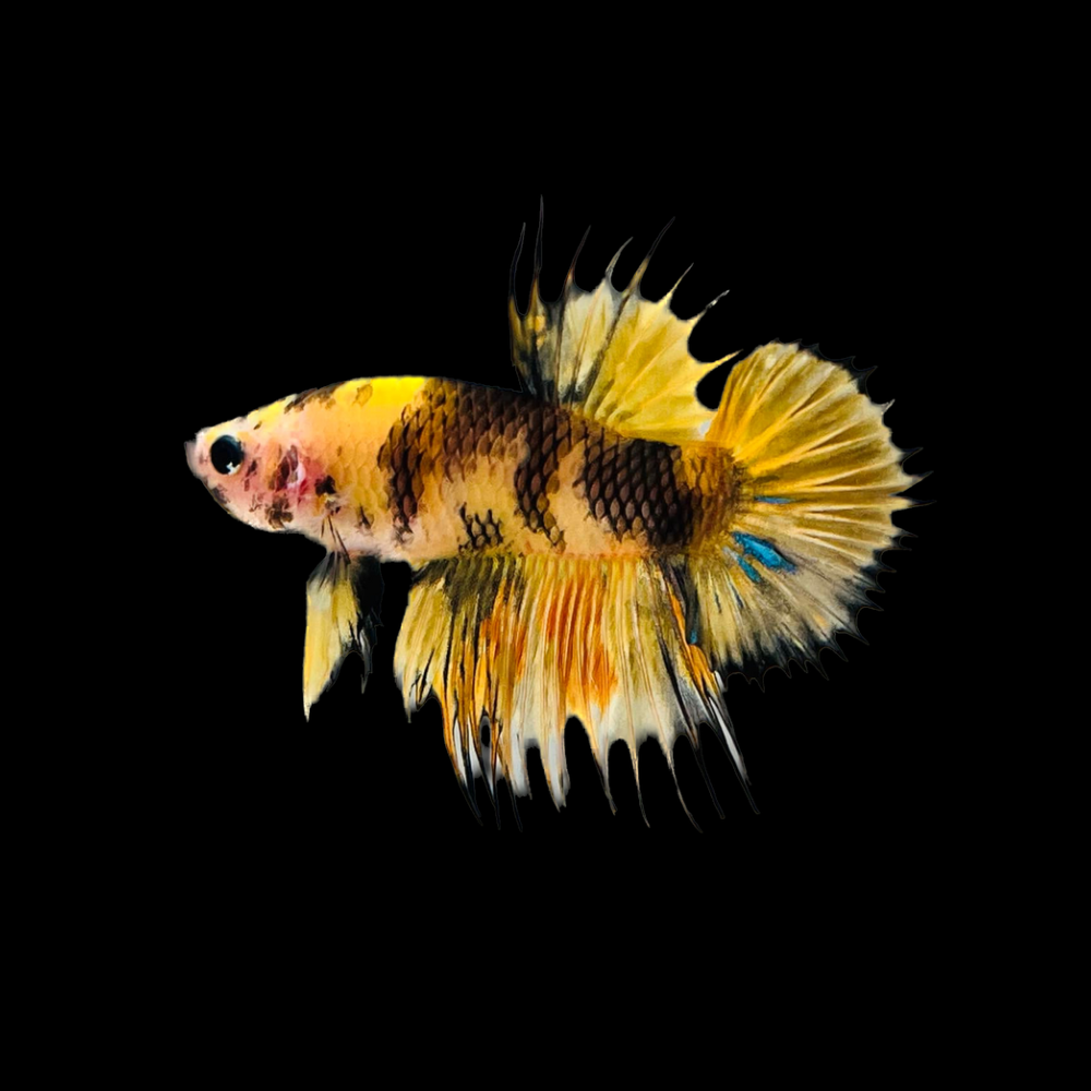 Crowntail Yellow Tiger Betta Fish