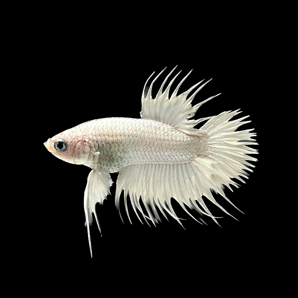 Crowntail White Betta Fish